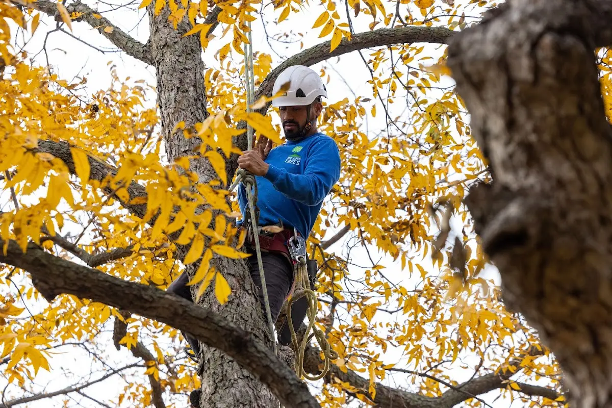 Skilled Dead Tree Removal crew working in Combs